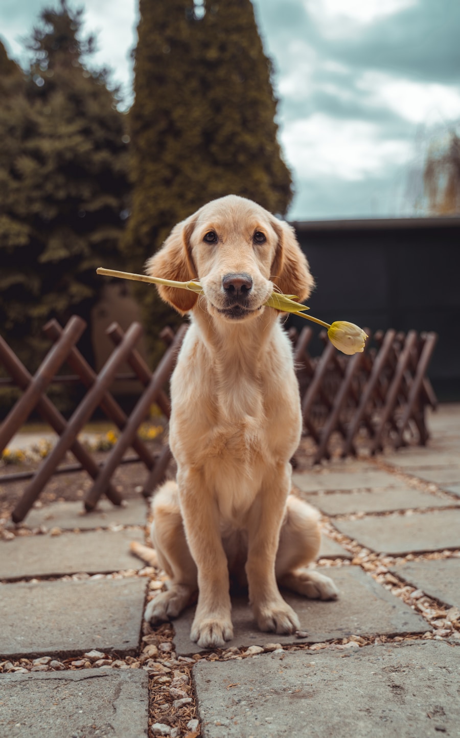 Dog on a leash during a neighborhood walk